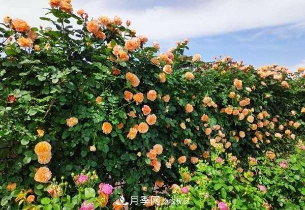 上海辰山植物園月季花海，五一迎來***佳觀賞期(圖4)