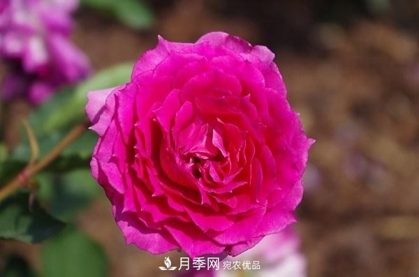 上海辰山植物園月季花海，五一迎來***佳觀賞期(圖6)