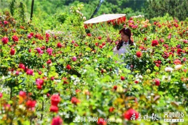 山東淄博沂源60畝月季花競(jìng)放，美麗產(chǎn)業(yè)助推特色鄉(xiāng)村旅游(圖3)