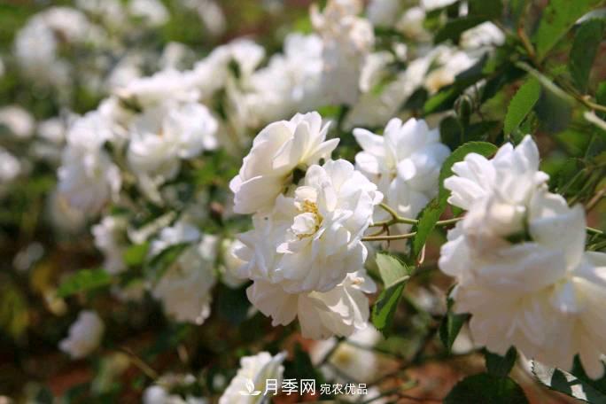 萬紫千紅！湖南益陽安化“茶鄉(xiāng)花海”月季盛開(圖3)