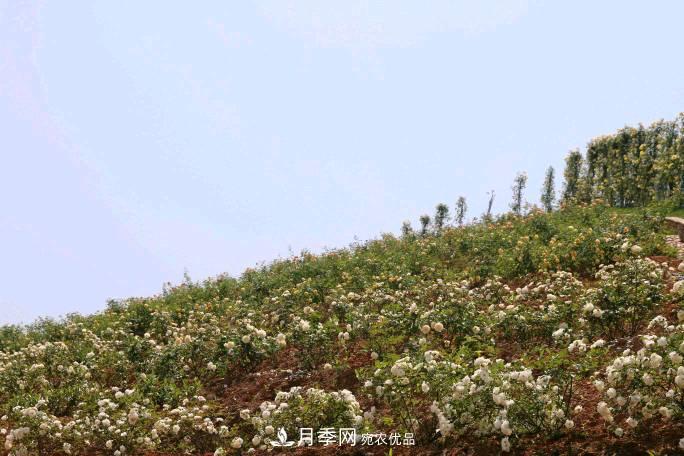 萬紫千紅！湖南益陽安化“茶鄉(xiāng)花海”月季盛開(圖4)