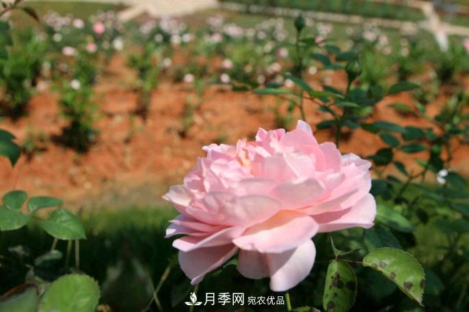 萬紫千紅！湖南益陽安化“茶鄉(xiāng)花?！痹录臼㈤_(圖2)