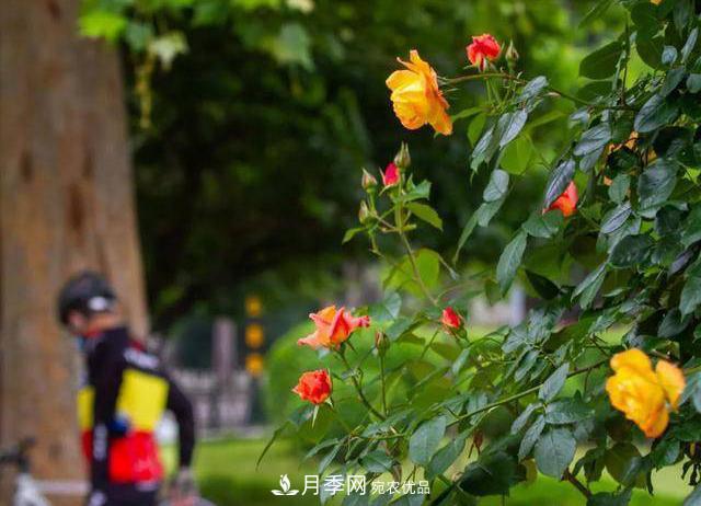 冉冉初夏，河北秦皇島十余處月季花海等你邂逅！(圖4)