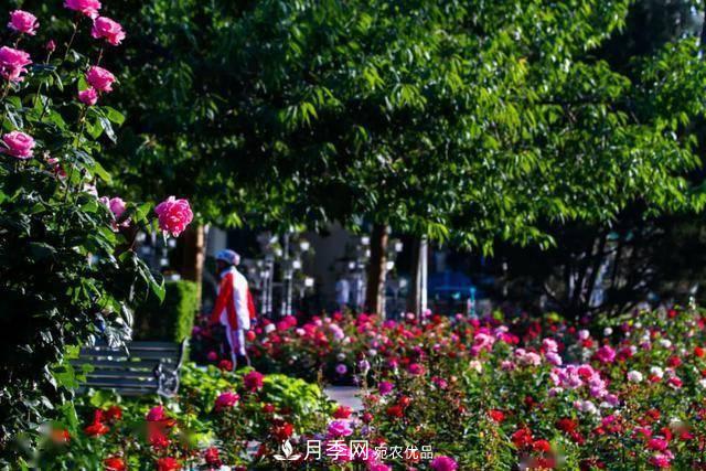 冉冉初夏，河北秦皇島十余處月季花海等你邂逅！(圖2)