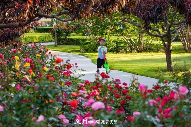 冉冉初夏，河北秦皇島十余處月季花海等你邂逅！(圖1)