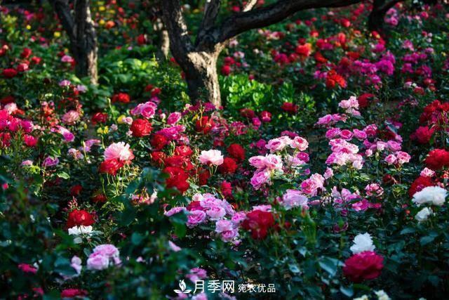 冉冉初夏，河北秦皇島十余處月季花海等你邂逅！(圖3)