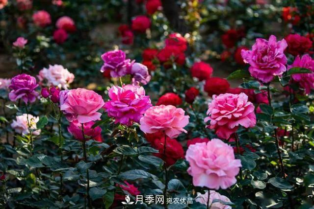 冉冉初夏，河北秦皇島十余處月季花海等你邂逅！(圖6)