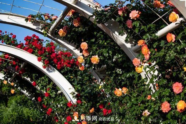 冉冉初夏，河北秦皇島十余處月季花海等你邂逅！(圖5)