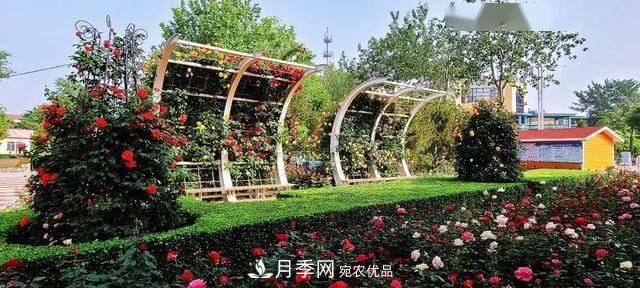 冉冉初夏，河北秦皇島十余處月季花海等你邂逅！(圖8)
