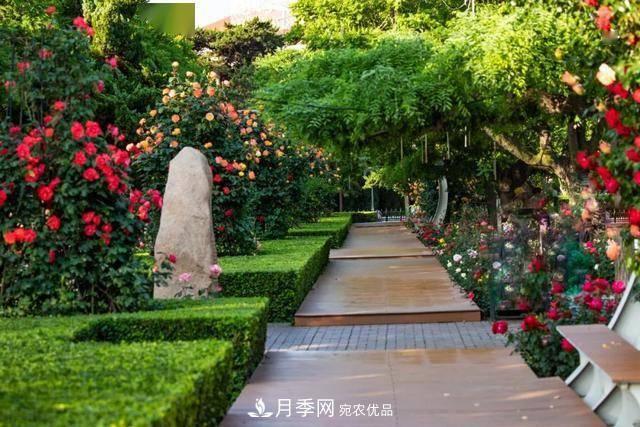 冉冉初夏，河北秦皇島十余處月季花海等你邂逅！(圖9)
