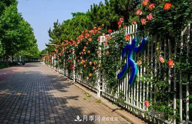 冉冉初夏，河北秦皇島十余處月季花海等你邂逅！(圖11)