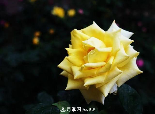 冉冉初夏，河北秦皇島十余處月季花海等你邂逅！(圖14)