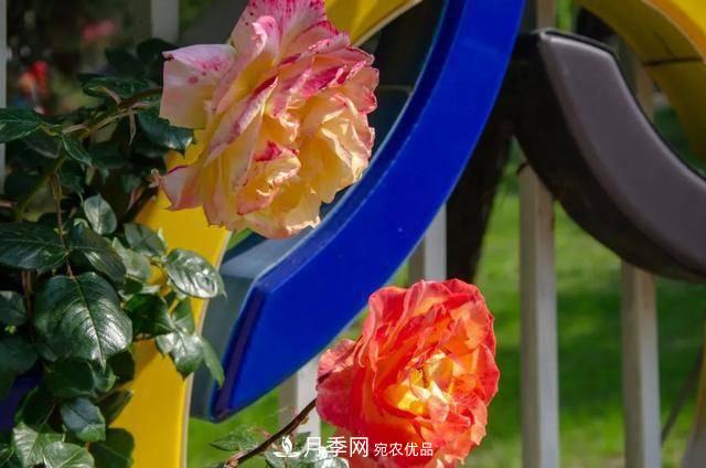 冉冉初夏，河北秦皇島十余處月季花海等你邂逅！(圖13)