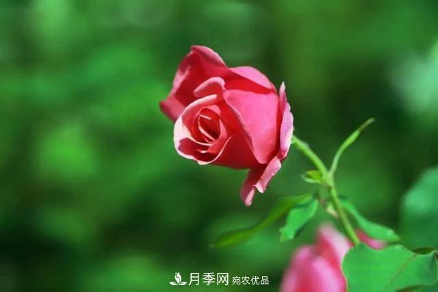 冉冉初夏，河北秦皇島十余處月季花海等你邂逅！(圖15)