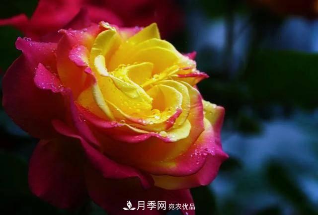 冉冉初夏，河北秦皇島十余處月季花海等你邂逅！(圖16)