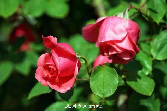 冉冉初夏，河北秦皇島十余處月季花海等你邂逅！(圖17)