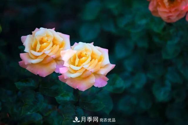 冉冉初夏，河北秦皇島十余處月季花海等你邂逅！(圖18)