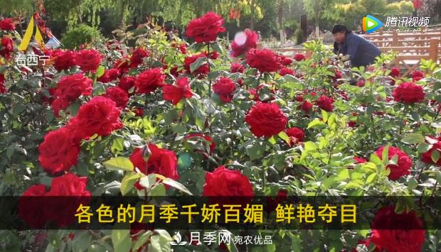青海西寧第七屆月季展，北山美麗園20多萬株月季盛開！(圖2)