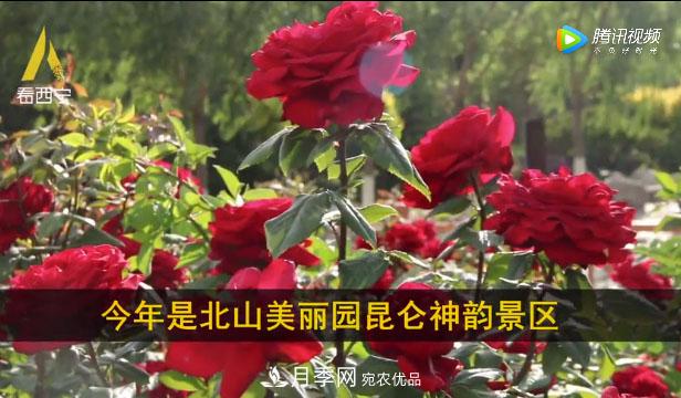 青海西寧第七屆月季展，北山美麗園20多萬株月季盛開！(圖1)
