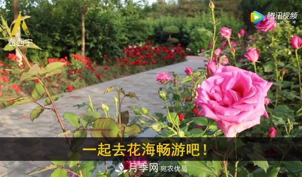 青海西寧第七屆月季展，北山美麗園20多萬株月季盛開！(圖3)
