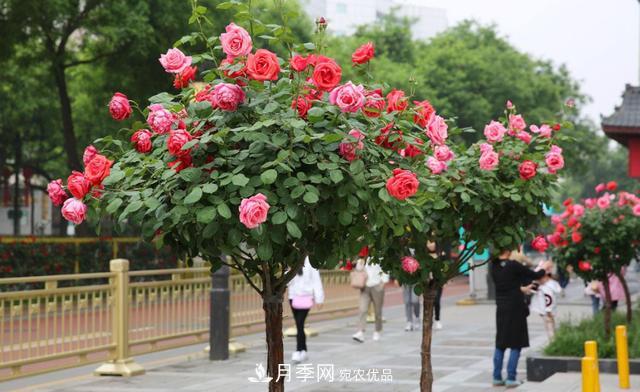 怎么養(yǎng)護(hù)好月季樹？做好這幾點(diǎn)，開花朵朵不倒伏(圖1)