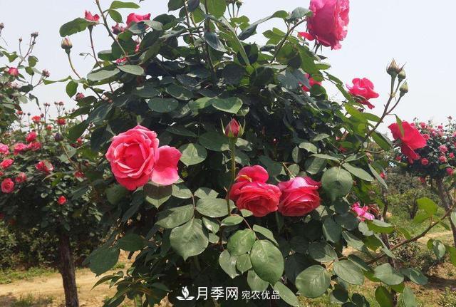 怎么養(yǎng)護(hù)好月季樹？做好這幾點(diǎn)，開花朵朵不倒伏(圖2)