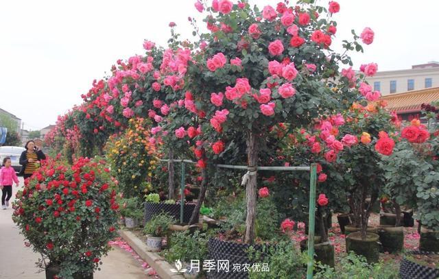怎么養(yǎng)護(hù)好月季樹？做好這幾點(diǎn)，開花朵朵不倒伏(圖3)