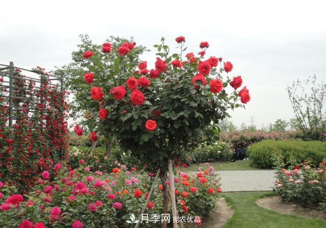 怎么養(yǎng)護(hù)好月季樹？做好這幾點(diǎn)，開花朵朵不倒伏(圖4)