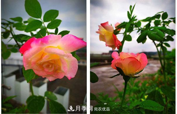 炎熱的7月，月季花夏天能暴曬嗎(圖1)