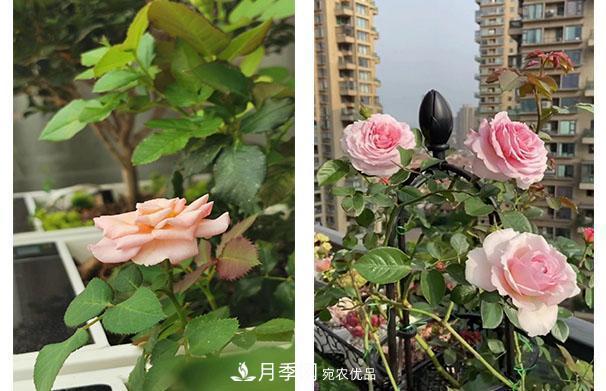 炎熱的7月，月季花夏天能暴曬嗎(圖2)