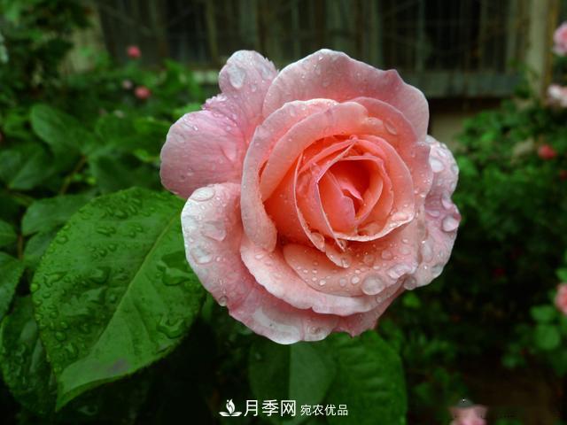 3招怎么判斷月季是否肥害了？月季少傷害！(圖1)