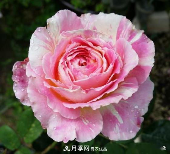 3招怎么判斷月季是否肥害了？月季少傷害！(圖4)