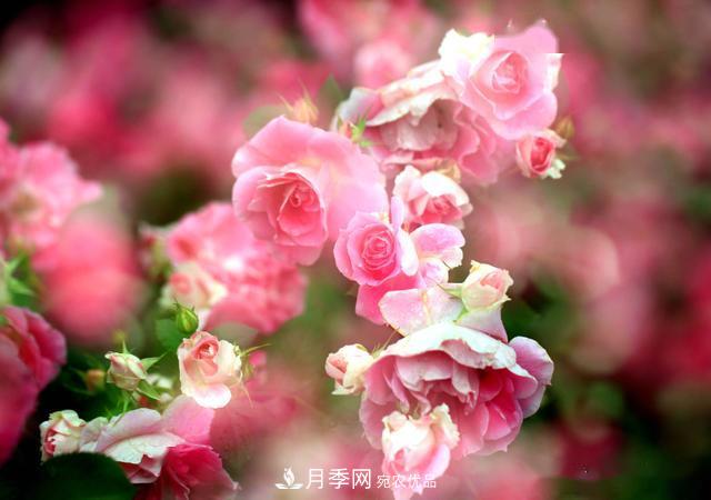 3招怎么判斷月季是否肥害了？月季少傷害！(圖3)