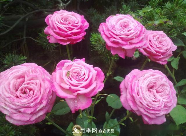 3招怎么判斷月季是否肥害了？月季少傷害！(圖2)