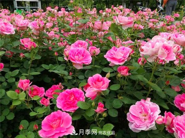 豐花月季常用品種？城市綠化適合用多花月季(圖3)