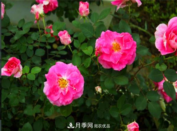 豐花月季常用品種？城市綠化適合用多花月季(圖2)