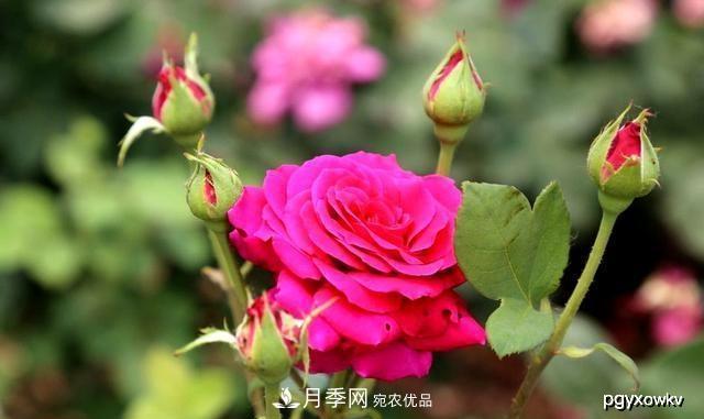 夏天月季不剪枝，冬天不施肥，養(yǎng)月季的都知道，再教你這幾點(diǎn)(圖1)