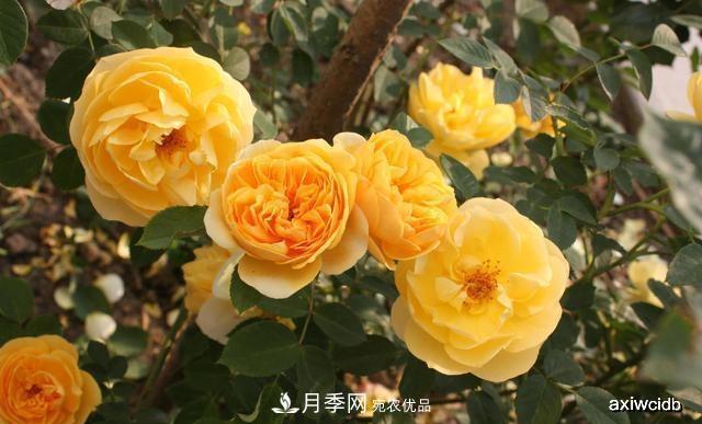夏天月季不剪枝，冬天不施肥，養(yǎng)月季的都知道，再教你這幾點(diǎn)(圖3)