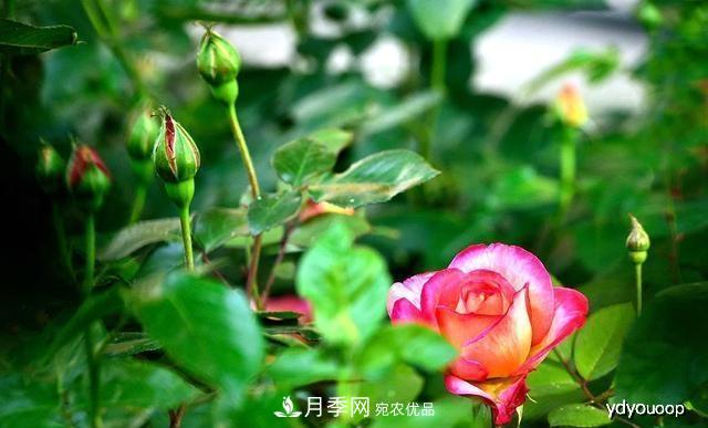 夏天月季不剪枝，冬天不施肥，養(yǎng)月季的都知道，再教你這幾點(diǎn)(圖2)