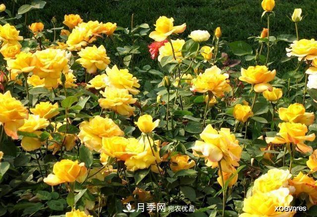 夏天月季不剪枝，冬天不施肥，養(yǎng)月季的都知道，再教你這幾點(diǎn)(圖4)