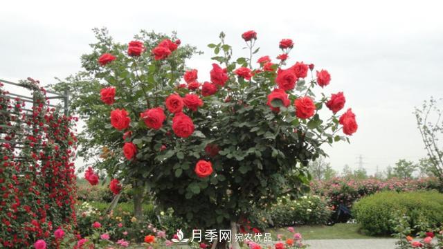 樹型月季好養(yǎng)嗎？比普通月季花強(qiáng)在哪里？適合家里養(yǎng)嗎(圖1)