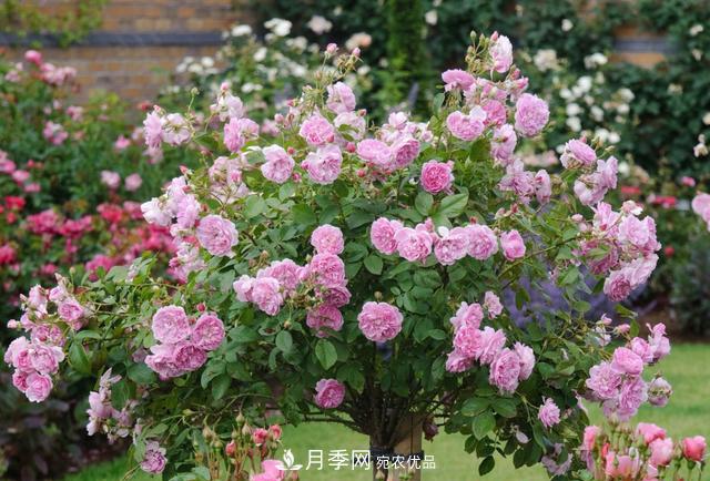 樹型月季好養(yǎng)嗎？比普通月季花強(qiáng)在哪里？適合家里養(yǎng)嗎(圖2)