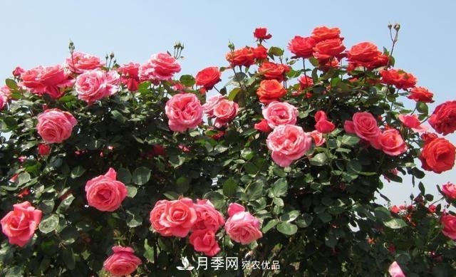 樹型月季好養(yǎng)嗎？比普通月季花強(qiáng)在哪里？適合家里養(yǎng)嗎(圖3)