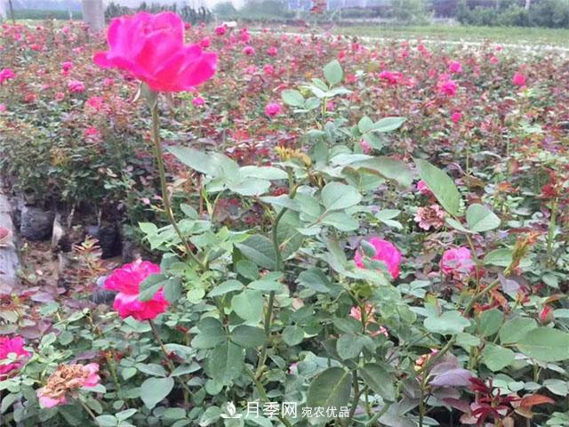 福建福州適合種植月季嗎？(圖4)