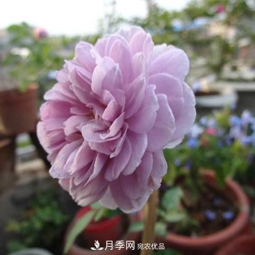 兩廣福建應該種什么月季品種？(圖2)