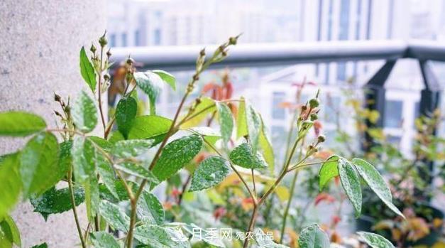 夏季一下完雨，蚜蟲就爬上月季，想要消滅它，趕緊看這里(圖2)