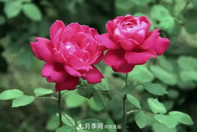 夏季月季休眠了？不要怕，這三步來叫醒它！(圖2)
