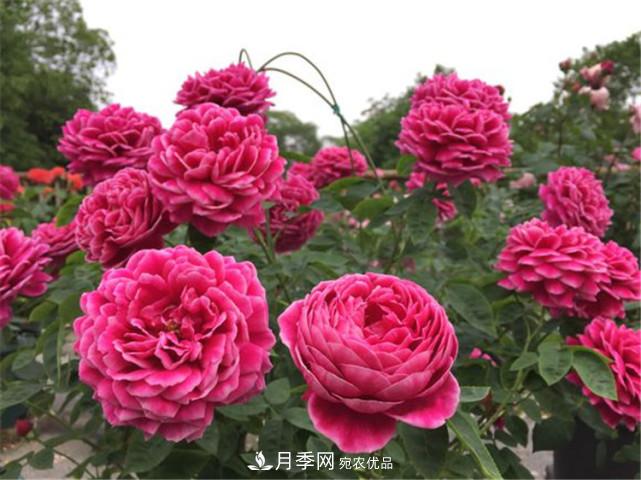 夏季月季休眠了？不要怕，這三步來叫醒它！(圖1)