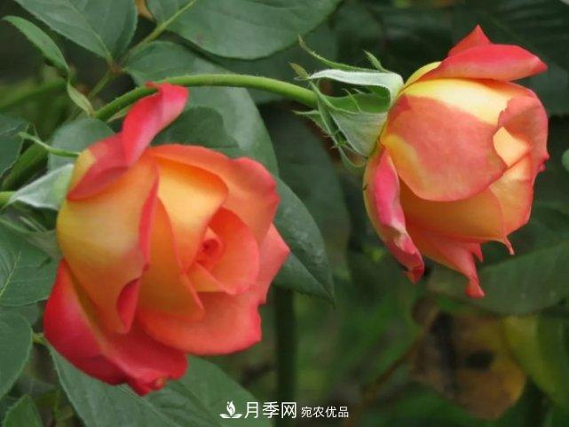 夏季月季休眠了？不要怕，這三步來叫醒它！(圖3)