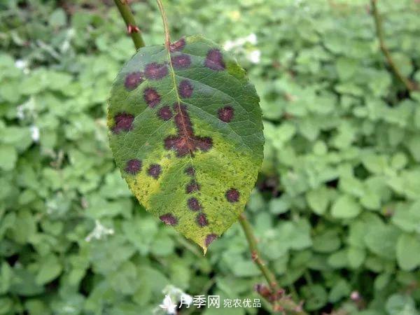 夏季月季常害這種病，梅雨季節(jié)尤其要注意！(圖2)